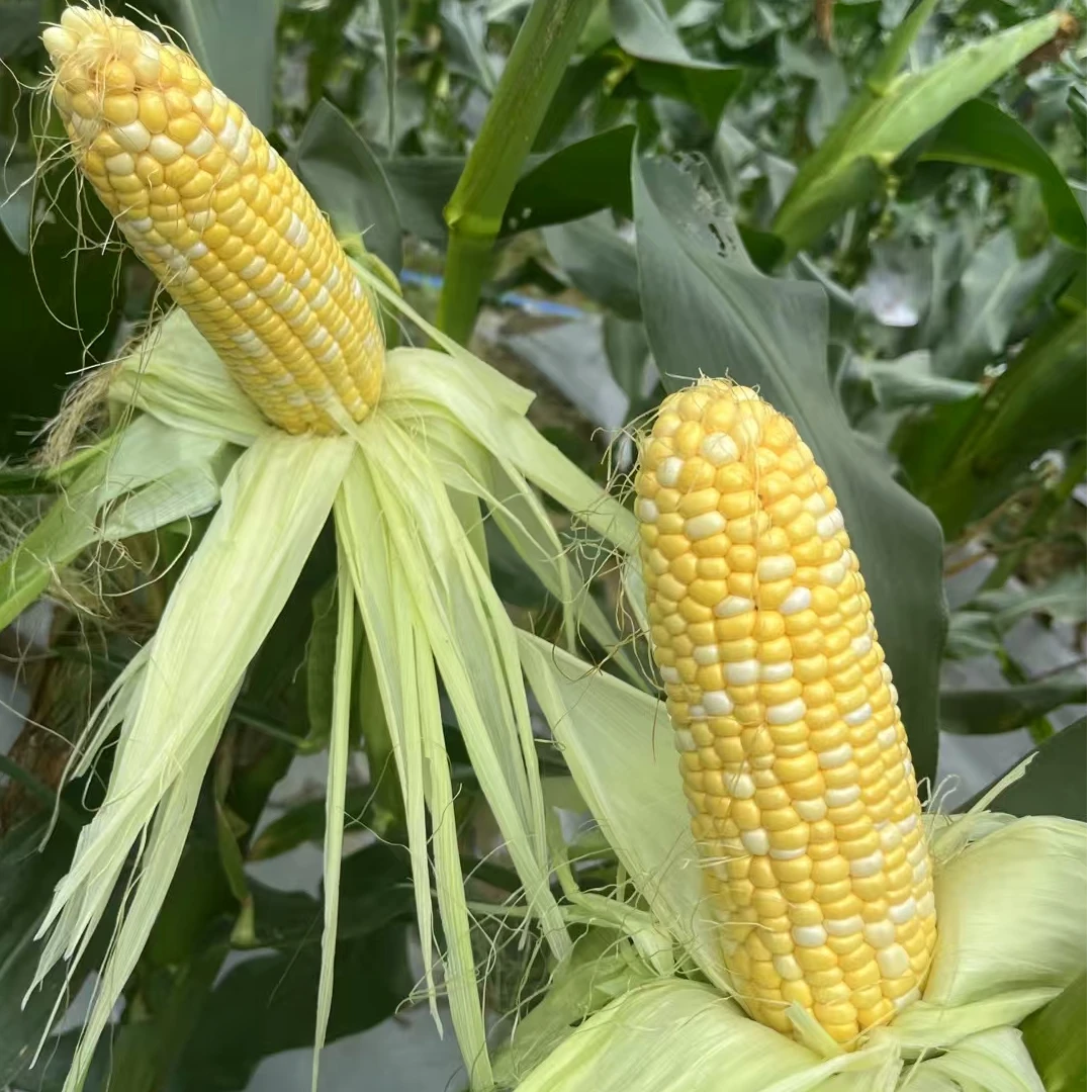 紫金水果玉米  10斤装（顺丰包邮）