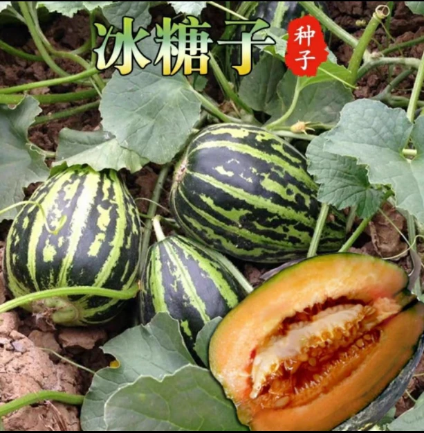 籽种拍三送一超甜皮薄【冰糖子甜瓜】种子黄金蜜甜瓜高产易种植