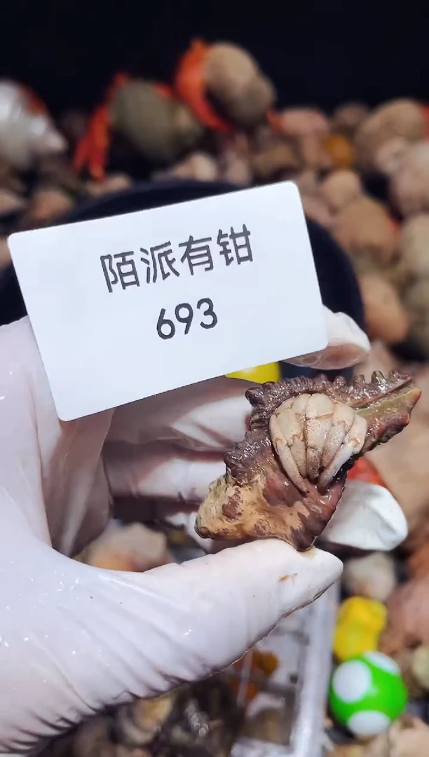 陌派有钳拉布拉多 1.2 693