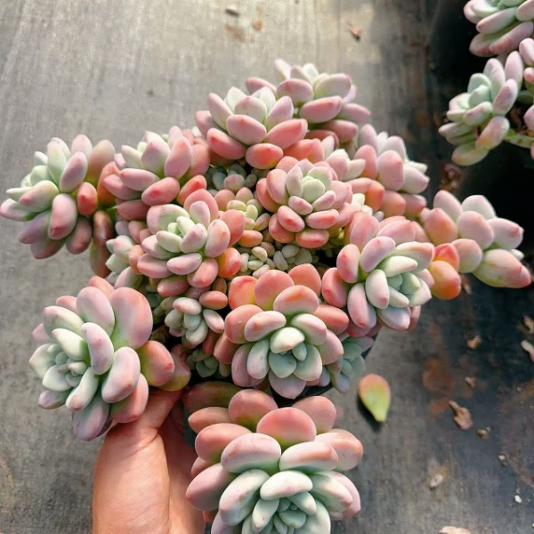 红洛神  室内室外 好种好养 多肉植物 云南昆明发货