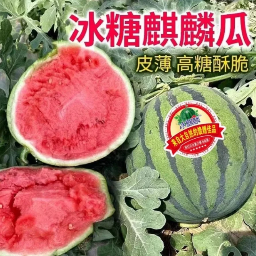 备7 顺丰次日达】云南麒麟西瓜包脆包甜新鲜季节水果云南省
