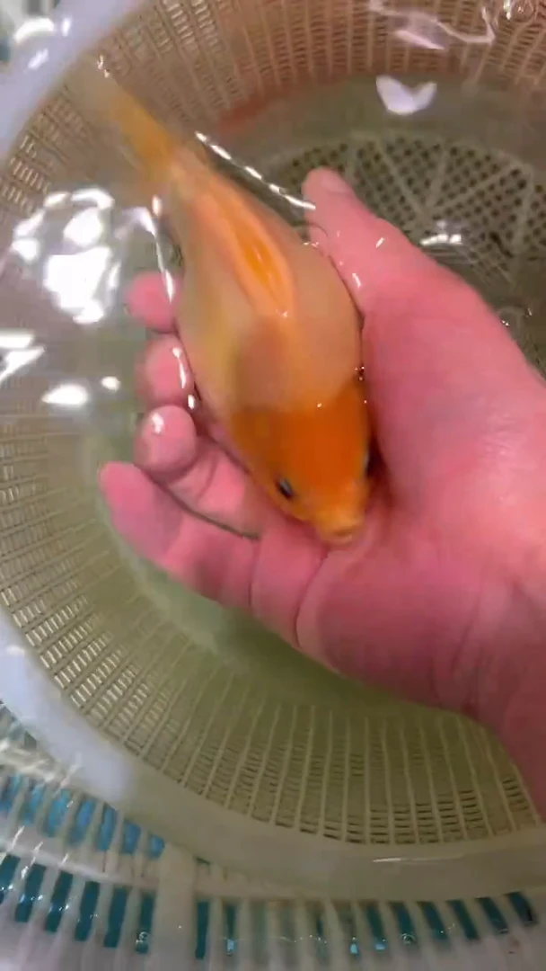 金鱼2单包邮 ，售后开箱视频
