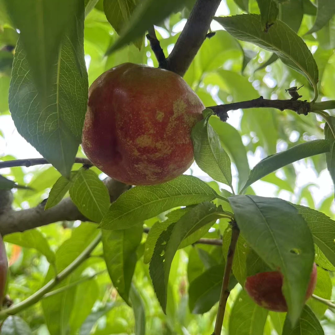 山东农家黄肉油桃麻点现摘现发五斤装当季新鲜水果桃子山东省