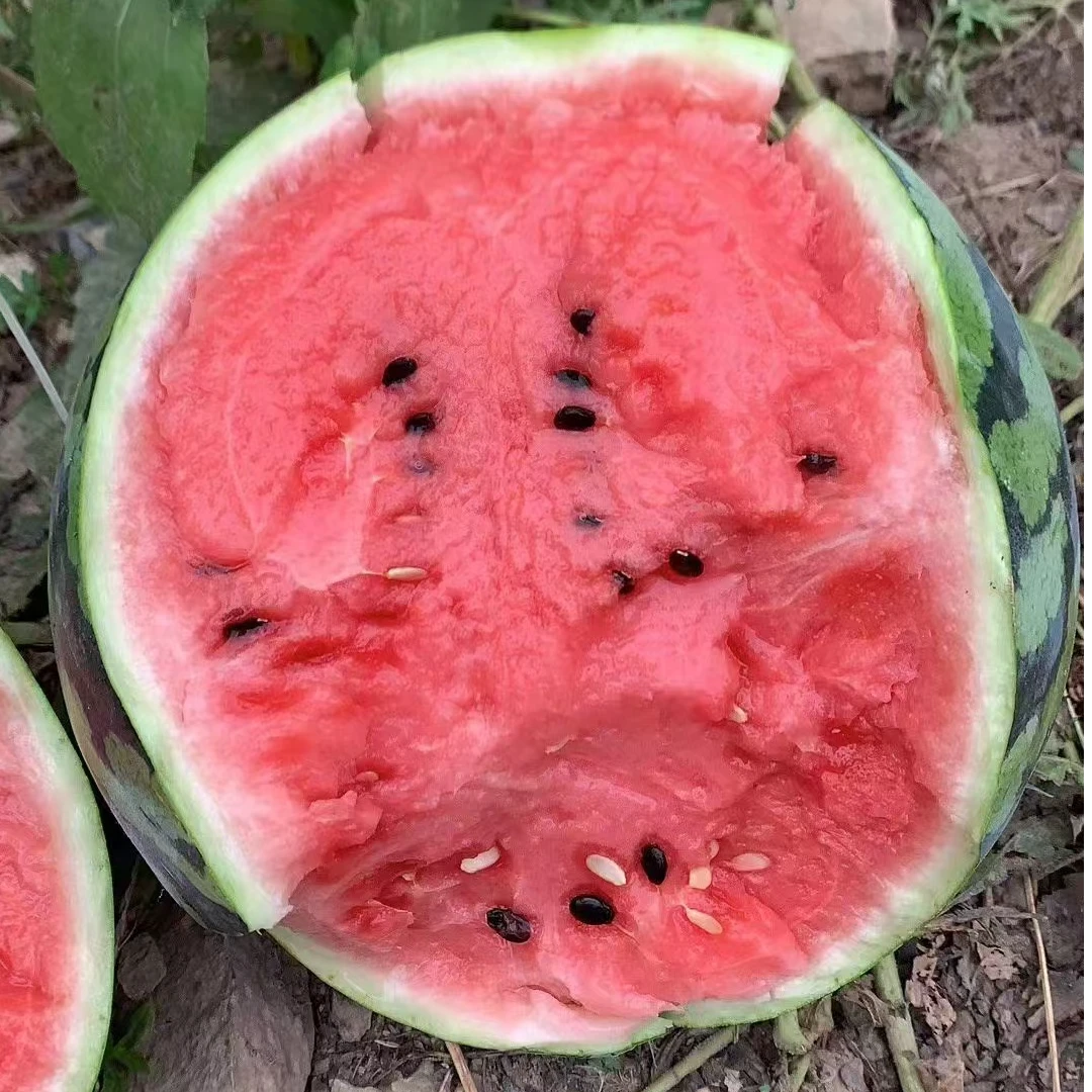 8424西瓜 顺丰包邮