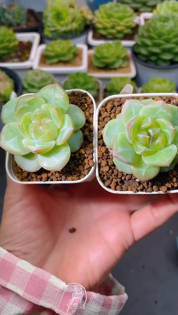 178新品量拍发一颗