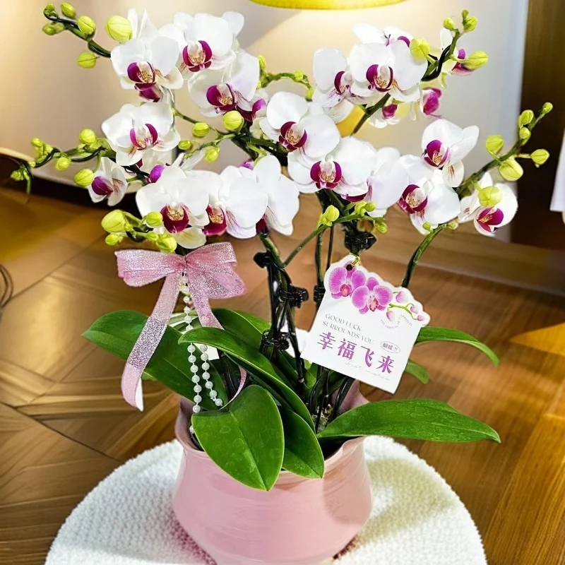 九仙嶂02【避风港】爆款高端蝴蝶兰室内花卉