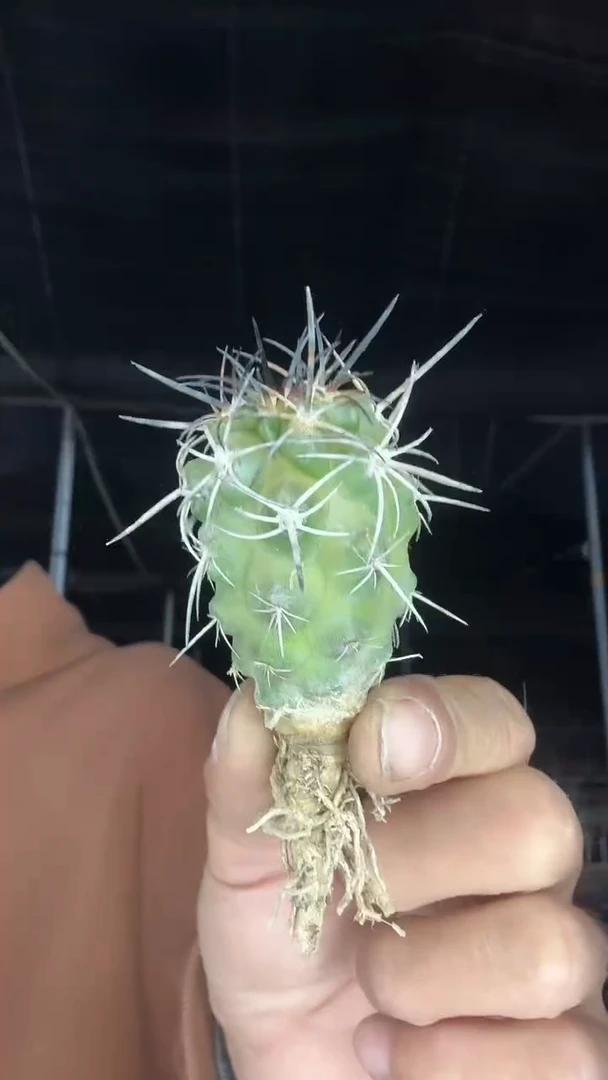 一***次实生杜拉丸