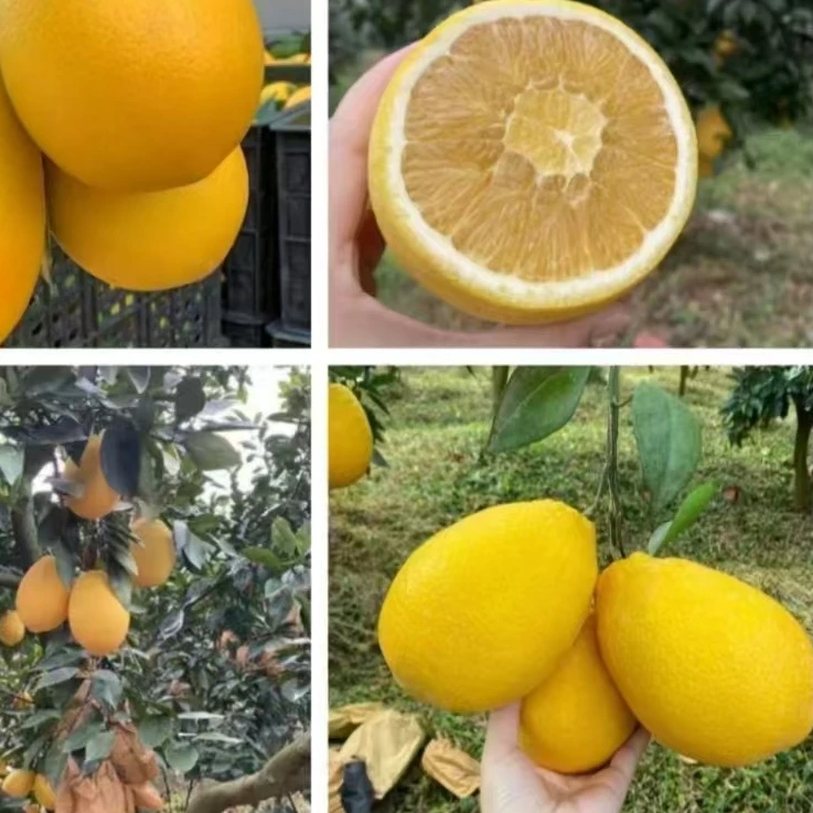 【带杯发货】蜜丁橙柑橘果苗