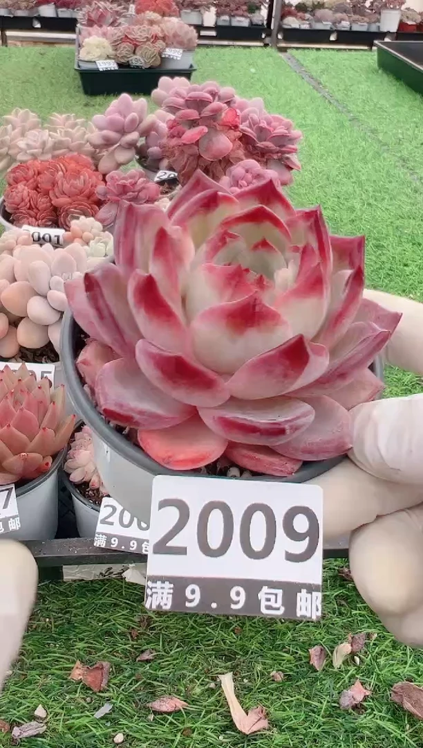 【闪购商品】信福多肉一物一拍