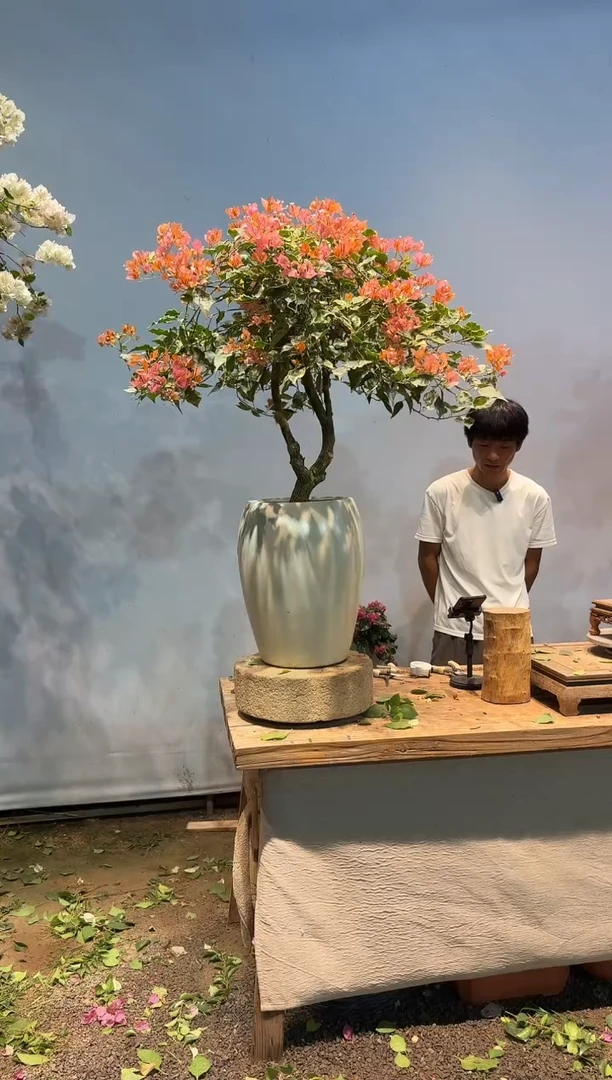 全部花朵理****朵三角梅49