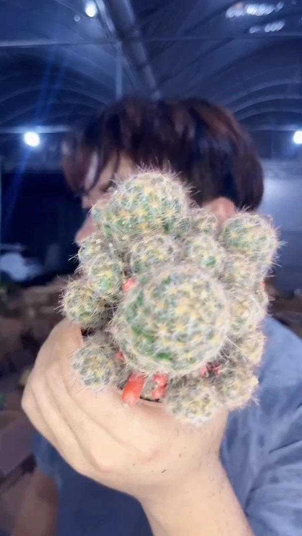 2颗 松霞群生【带根】7-10cm