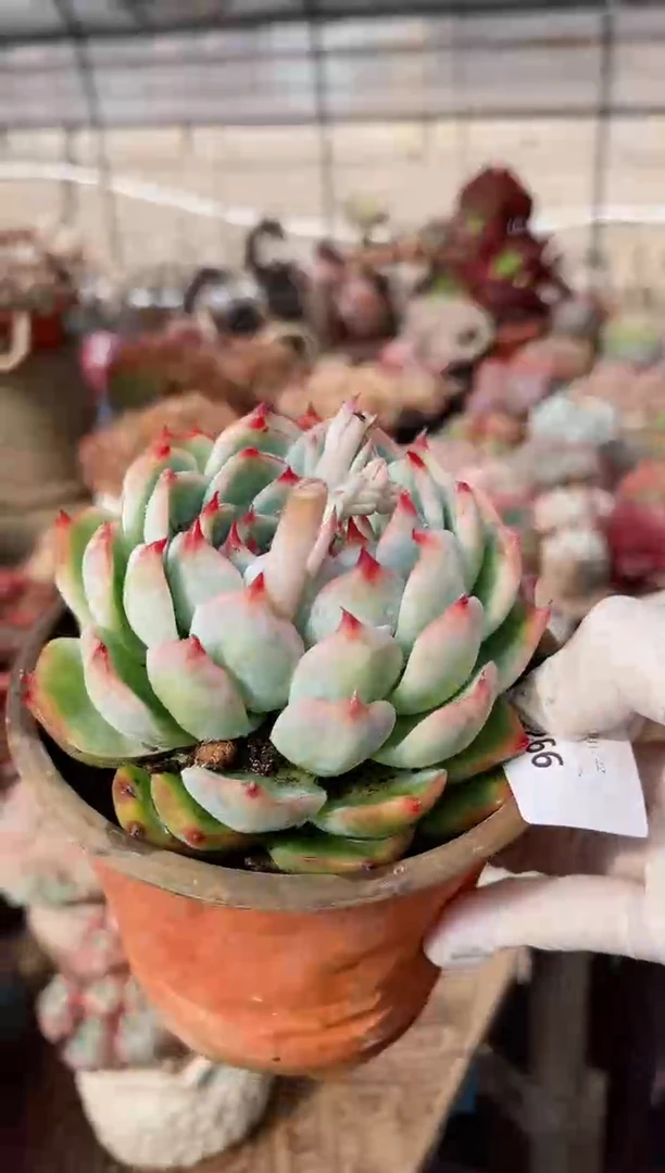 【闪购商品】22266