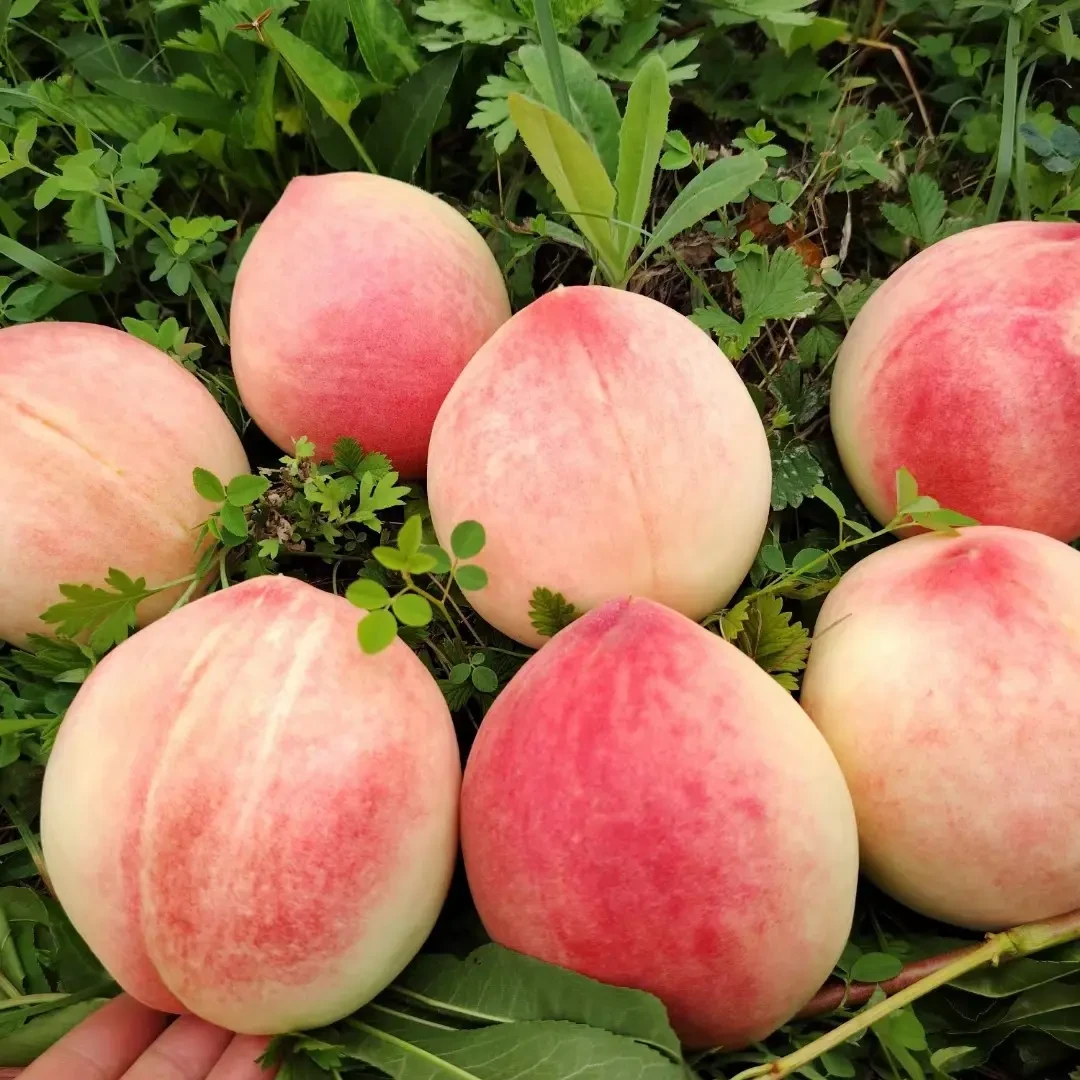 【秦安北京七号蜜桃省内拍】甘肃高山蜜桃鲜爆多汁现摘现发脆甜包邮