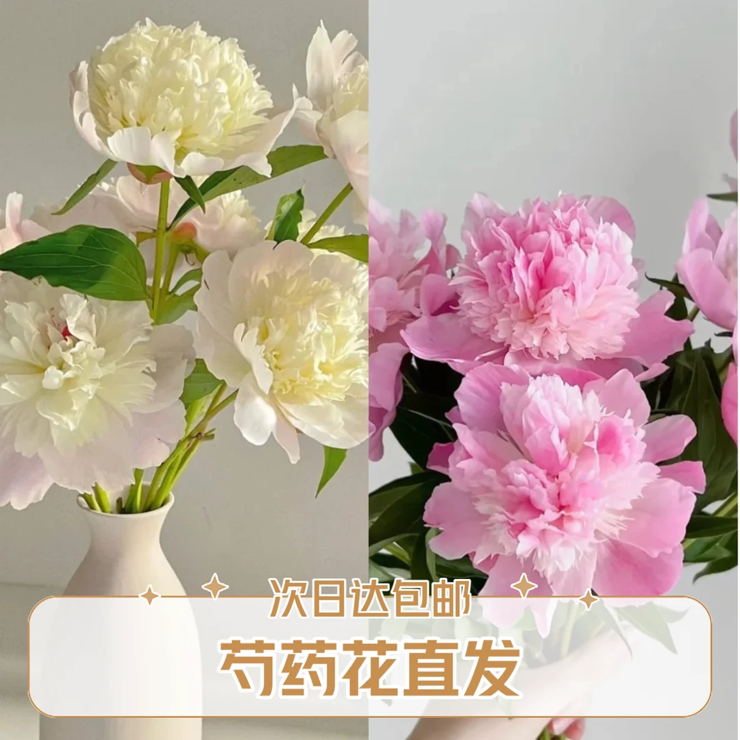 【四川重瓣芍药基地直发】家居生活鲜花全场任意满两单送玻璃花瓶顺丰包邮