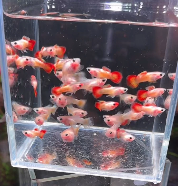 皇家日落 观赏鱼观赏鱼