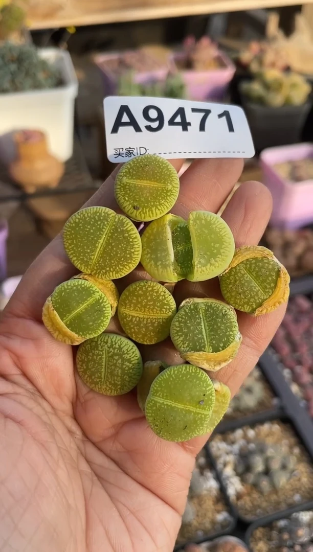 【闪购商品】9471直播一物一拍