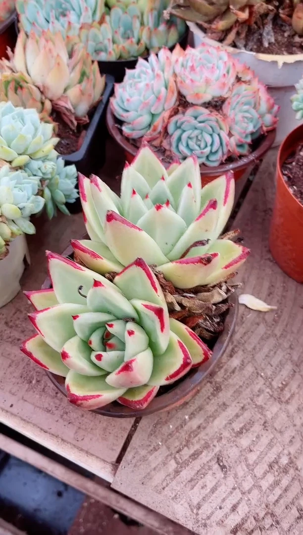 一****心多肉植物一物一拍19091