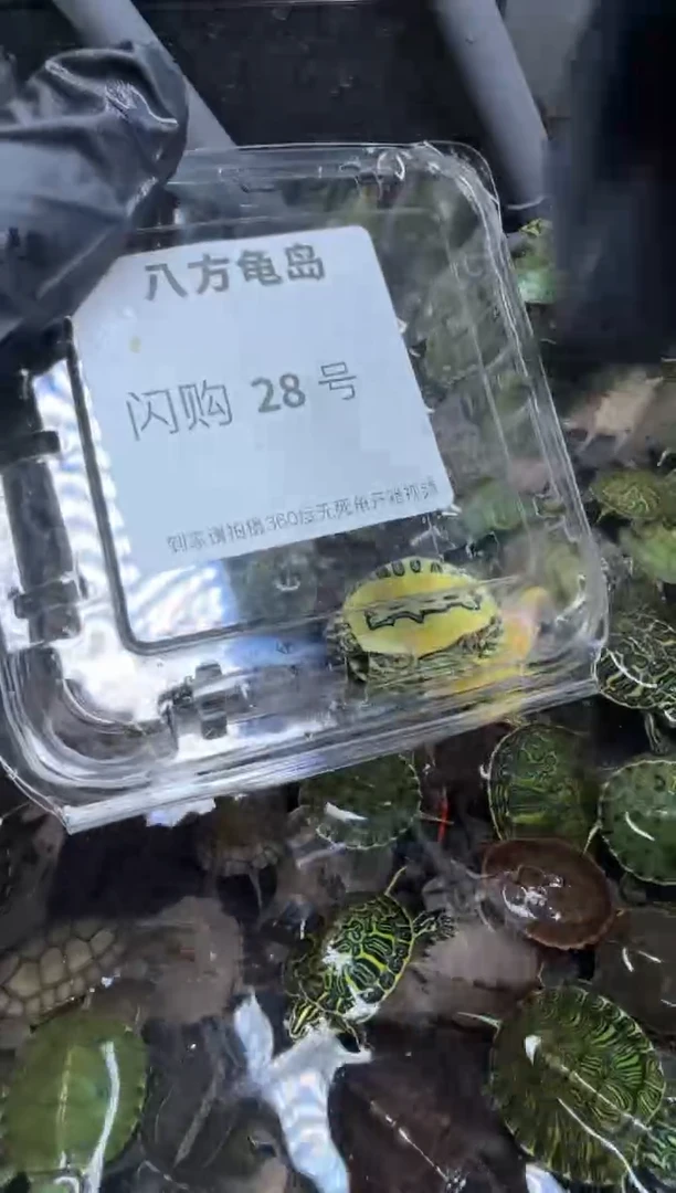公母搭配宠物龟30号闪购