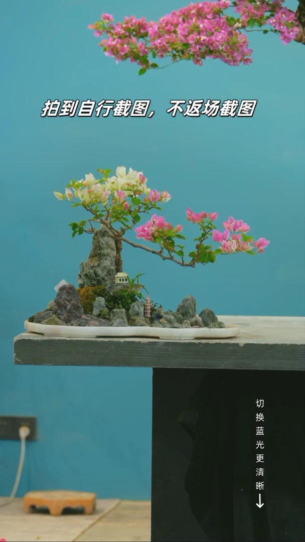 全部花朵三角梅造型盆景附石漳红樱