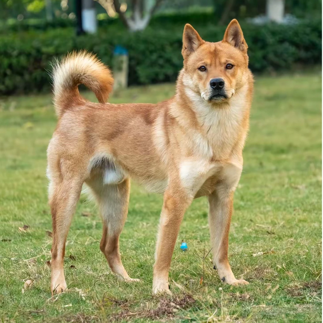 中华田园犬土猎犬活体适合看家护院的幼犬（广西发货）