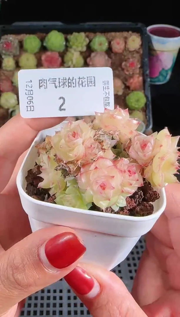 1206-02多肉群生不包整