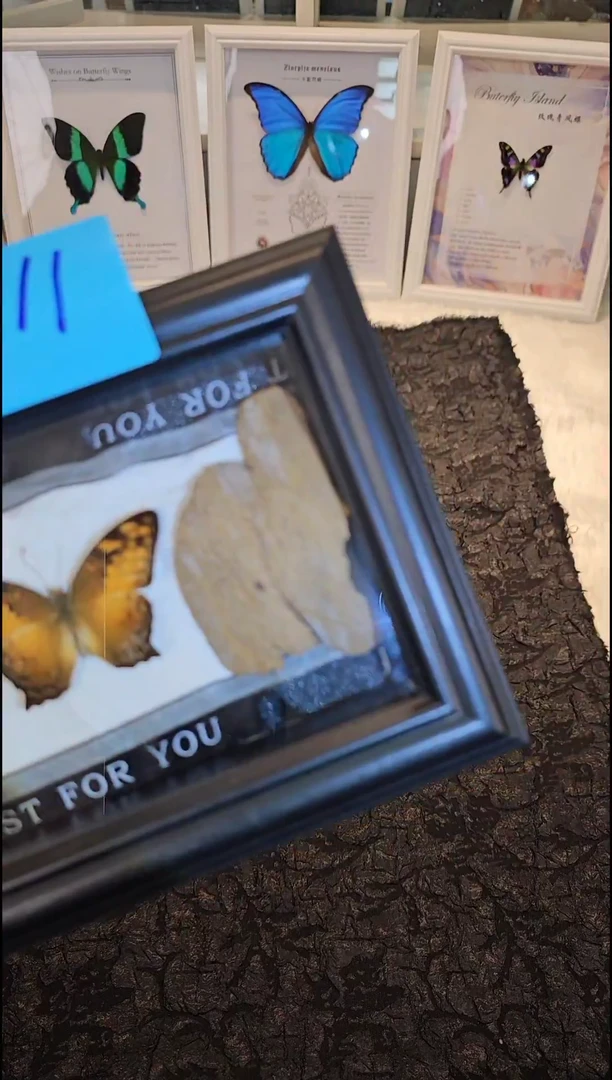 蝴蝶标本一物一拍