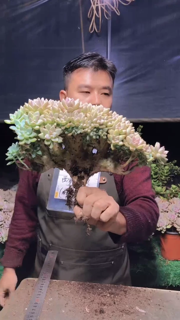219雪缀化一物一拍