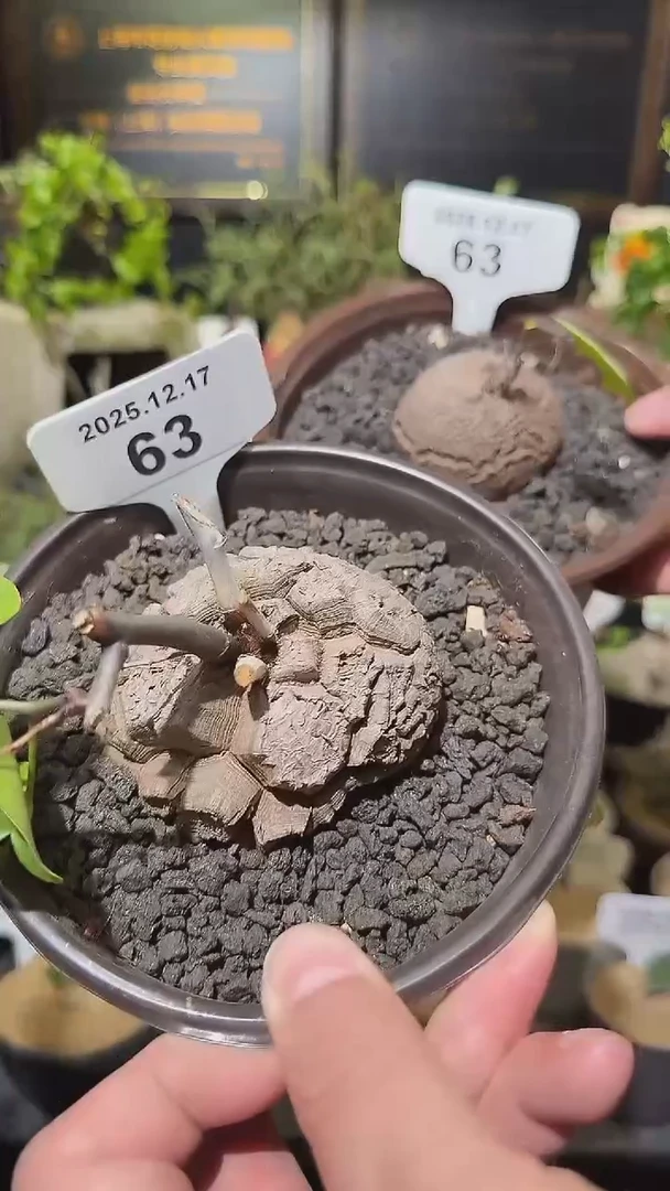 63号1217福利南非龟甲龙买一送一