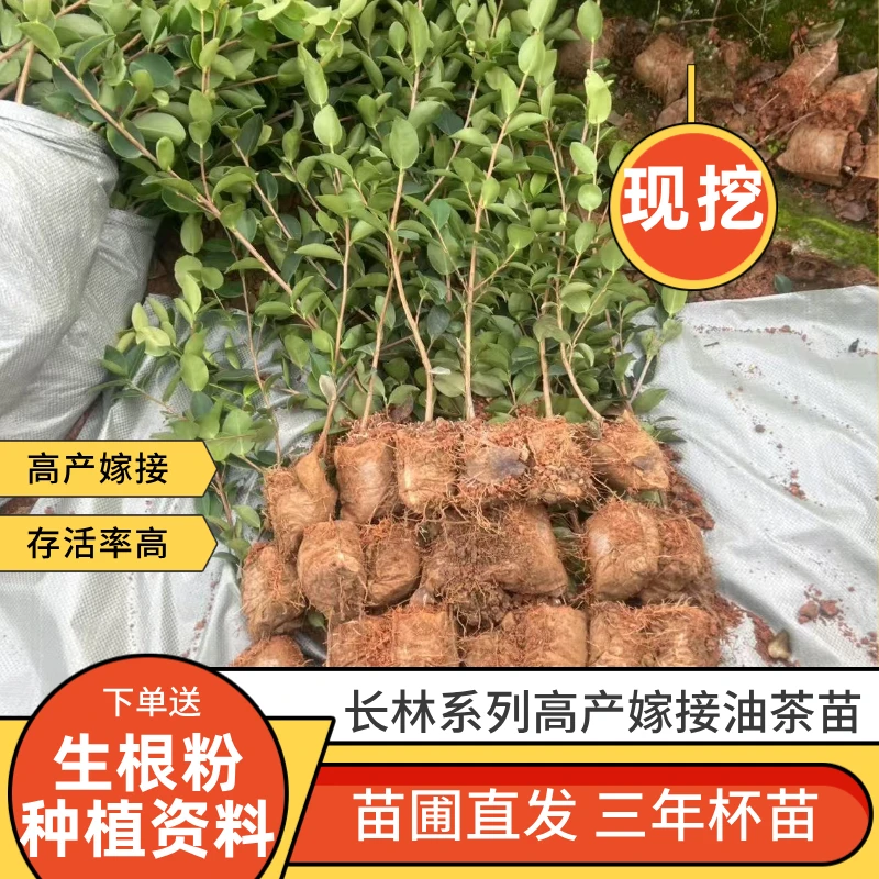50棵2年生杯苗高产长林油茶苗嫁接薄皮存活高容器苗黄土现挖现发