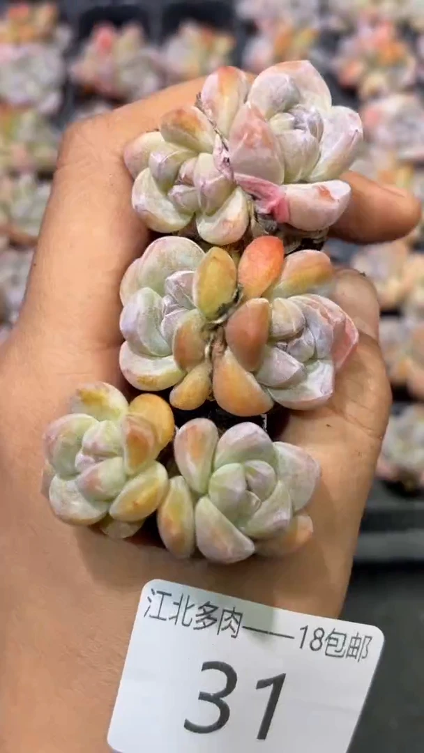 31号到手（6）棵-江北多肉