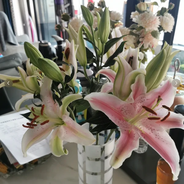 【只发新疆】索尔邦三头百合3支（1支内损伤坏不赔付）