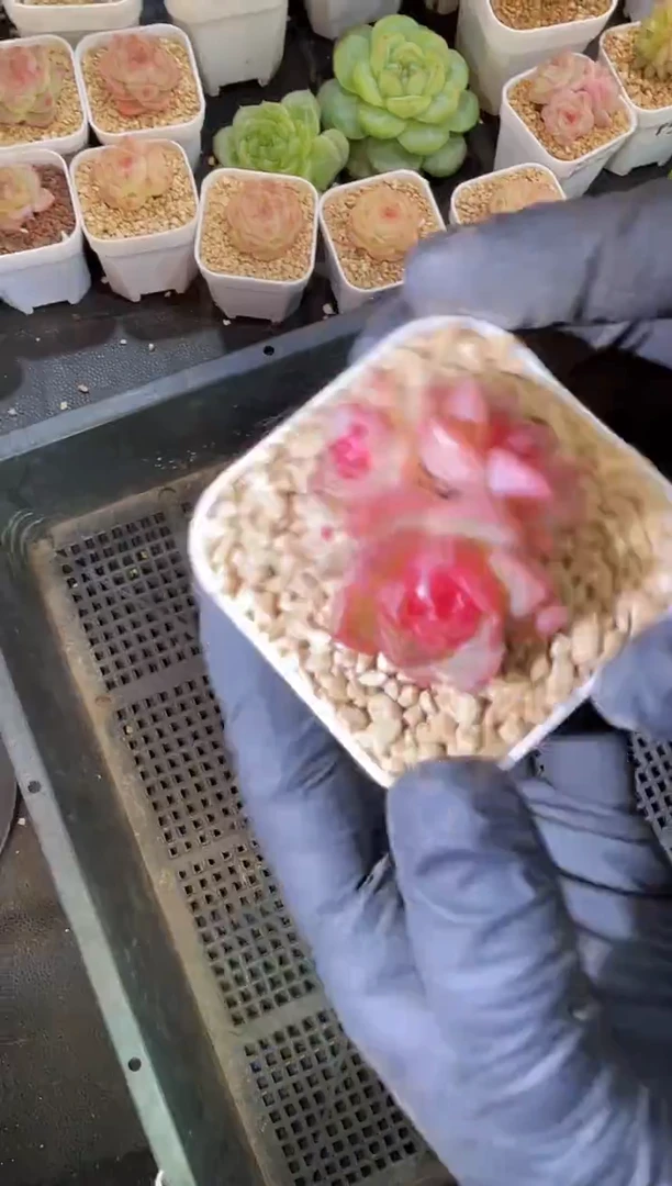 闪购2017   心之火不包整散多肉一颗3厘米