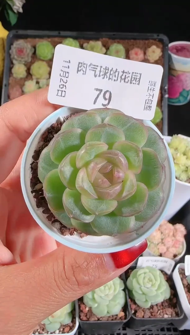 1126-79甘棠群生不包整