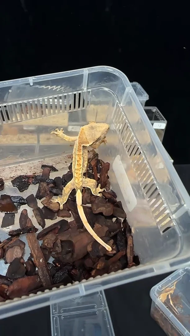 睫角守宫睫角守宫