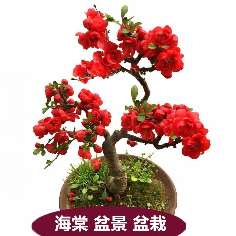 春天带花苞海棠花盆栽 海棠树苗 复色四季海棠盆景室内外花卉绿植