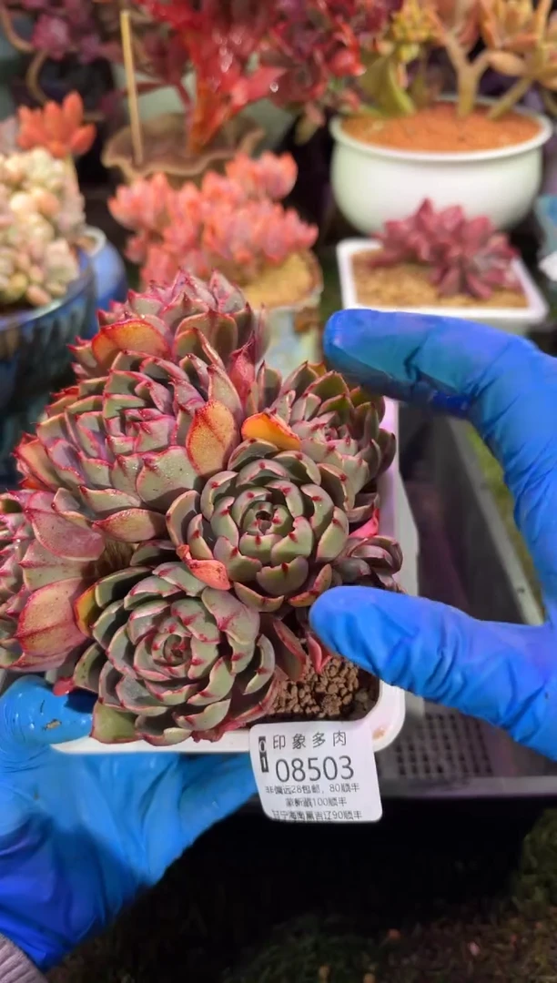 【闪购商品】08503