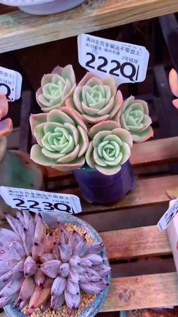 222Q(一物一拍实付满28发货，默认不带盆土）