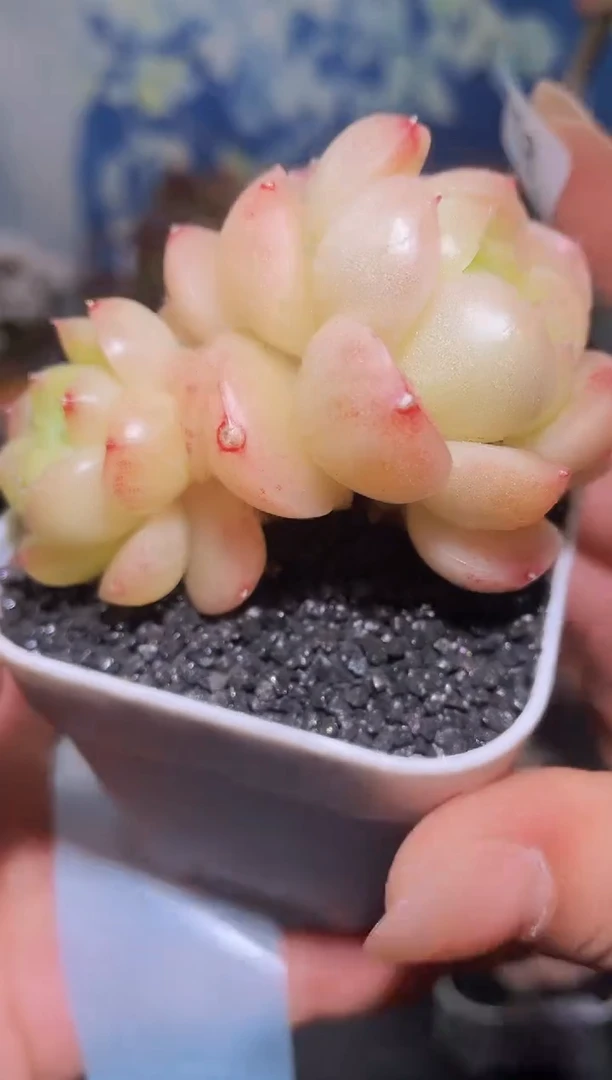 【闪购商品】153金珠