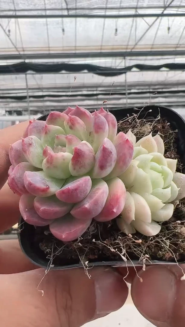 【闪购商品】新款多肉-186