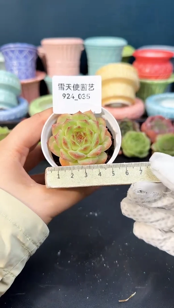 924-035青山（冠幅5cm）