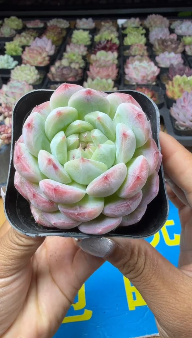 东云多肉园三号店-84