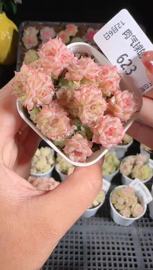 1206-623多肉群生不包整