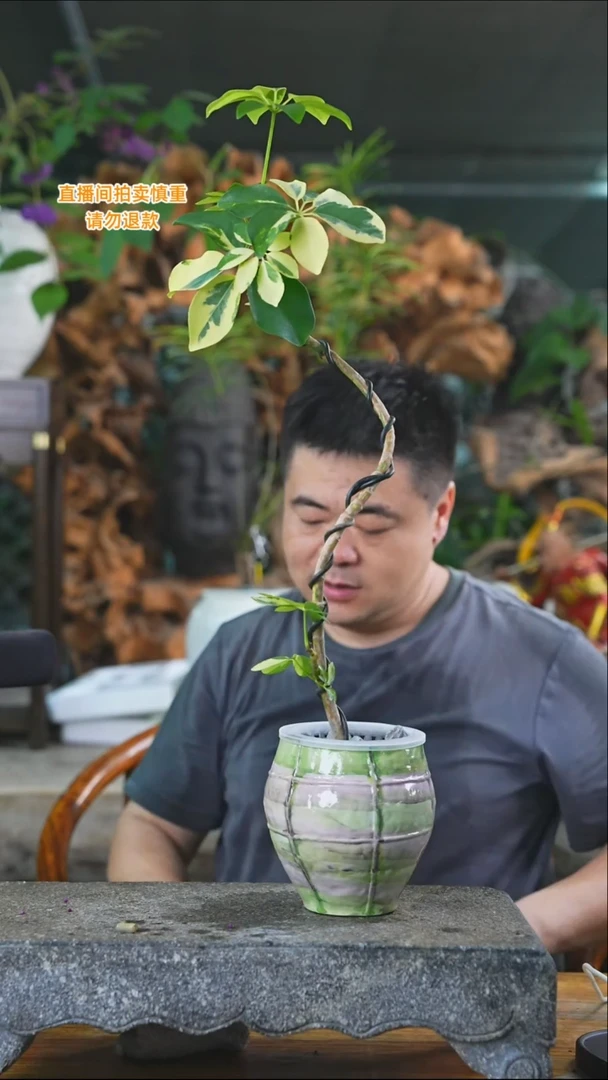 完全开放花叶鸭脚木255+