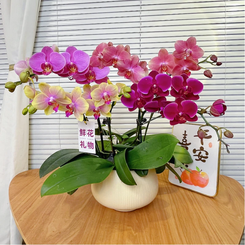 【全家福-蝴蝶兰】艺术组盆 高端鲜花 定制款 易养花期长 绿植盆栽