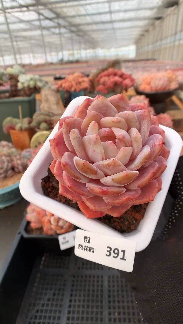 【闪购商品】391雪天使一物一拍