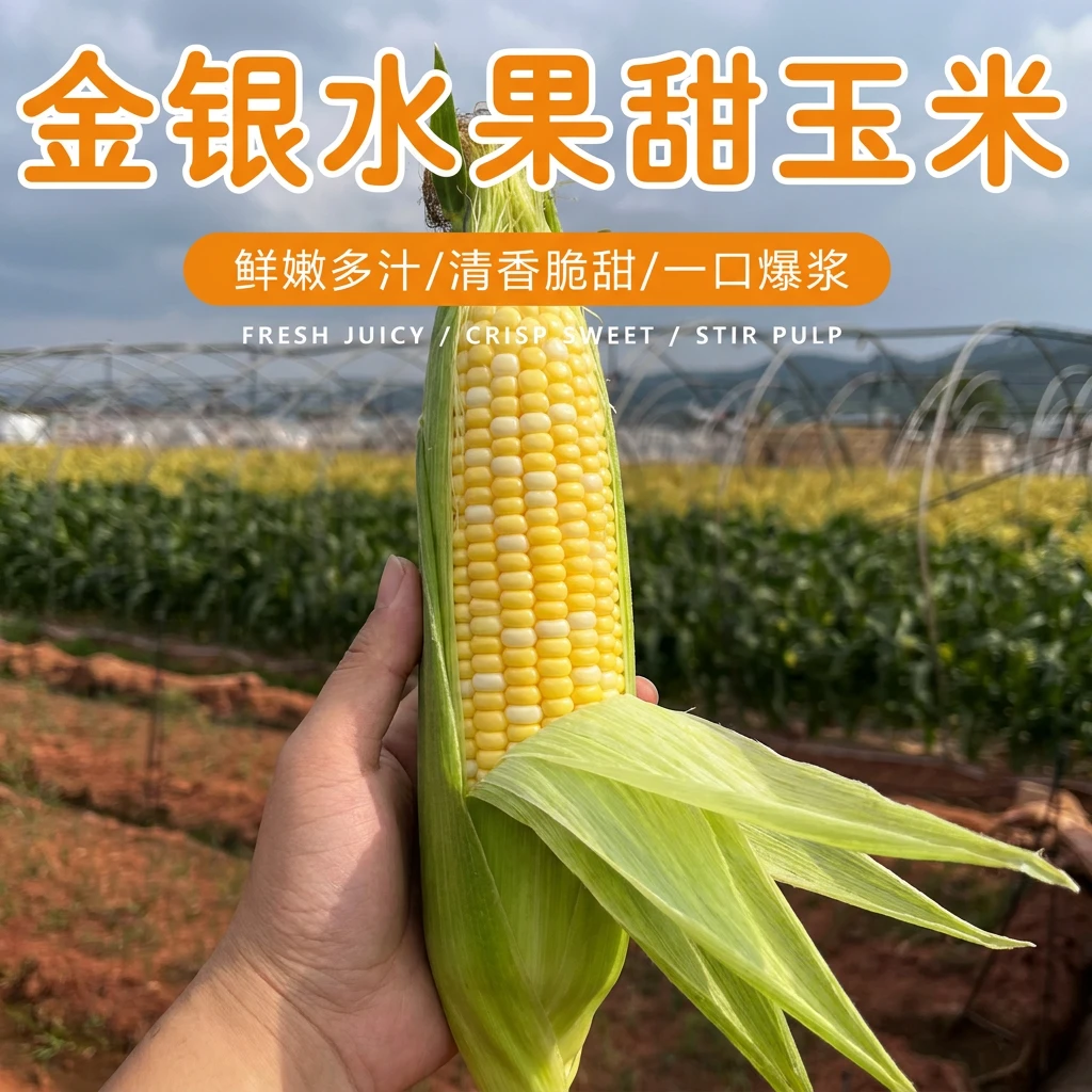 云南新鲜金银水果玉米甜脆多汁可生吃现摘现发带壳发货4年老店