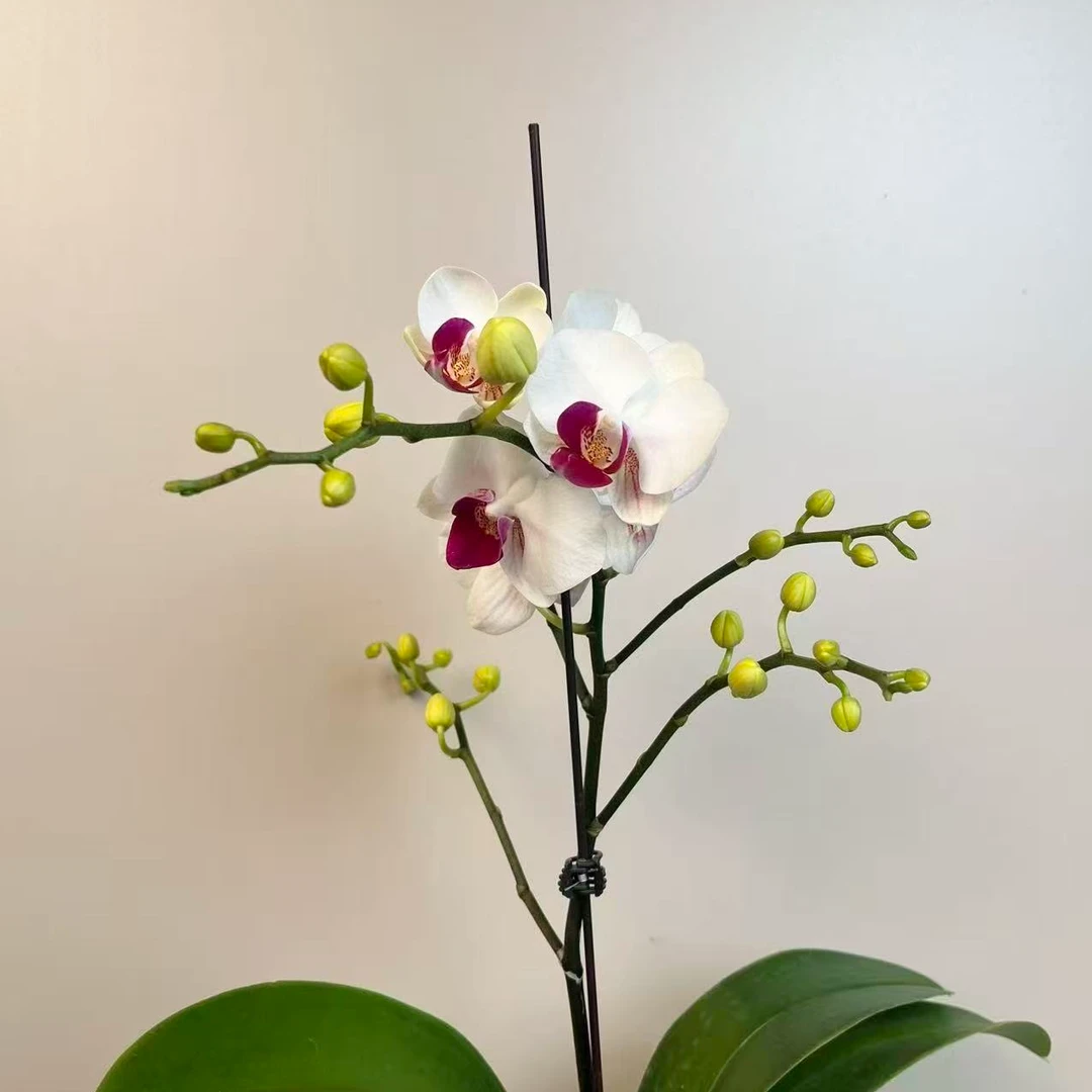 繁星里蝴蝶兰【避风港】带花带花苞开花珠发货