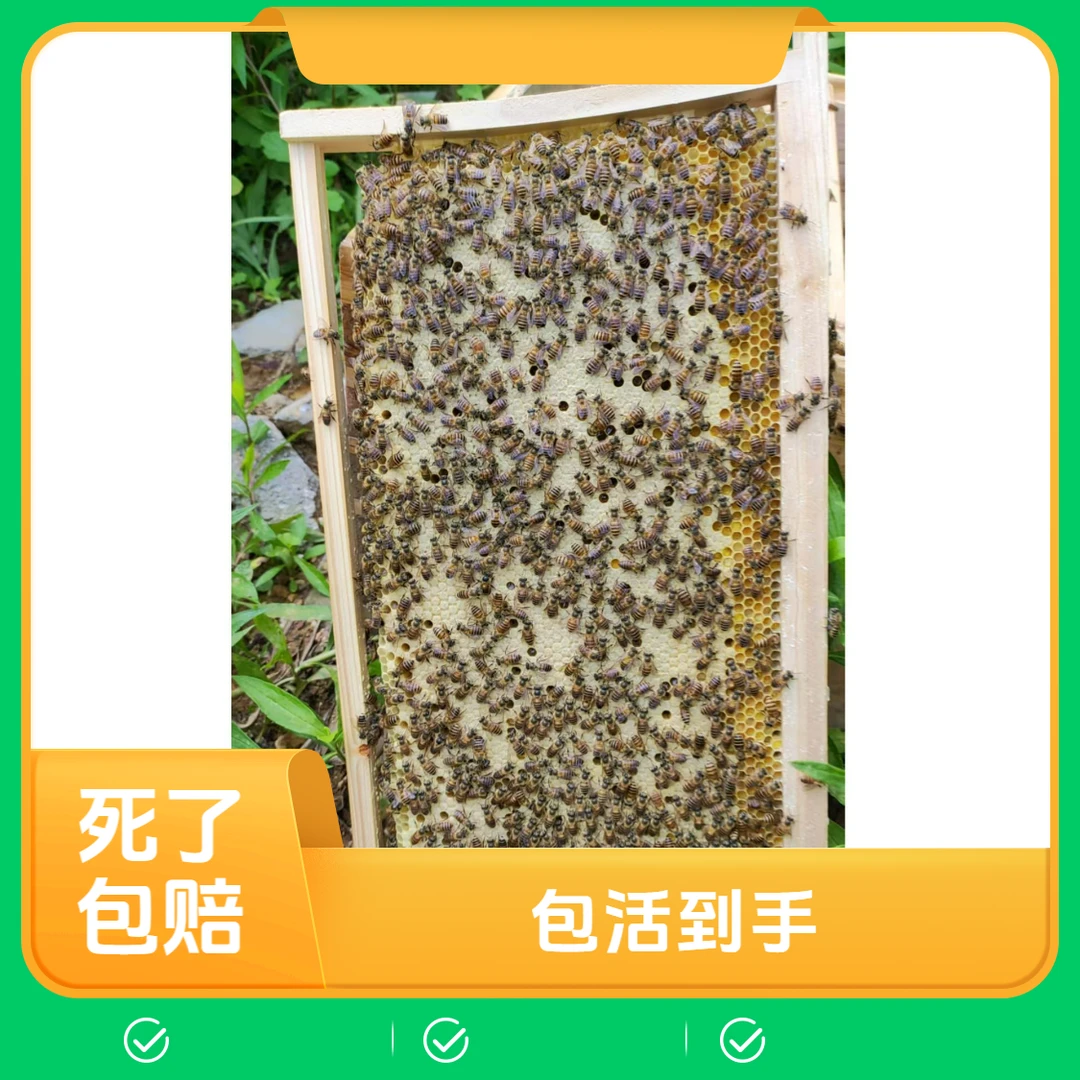 中蜂中华蜜蜂蜜蜂带蜂箱十框标准箱新王新蜂蜂量足子脾好适合新手