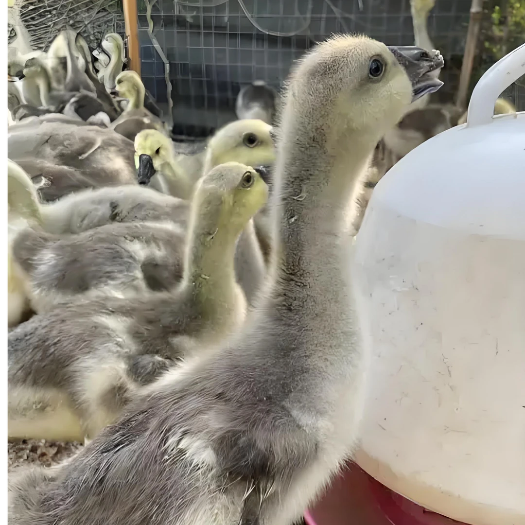 宠物 活体 大种灰鹅 包邮