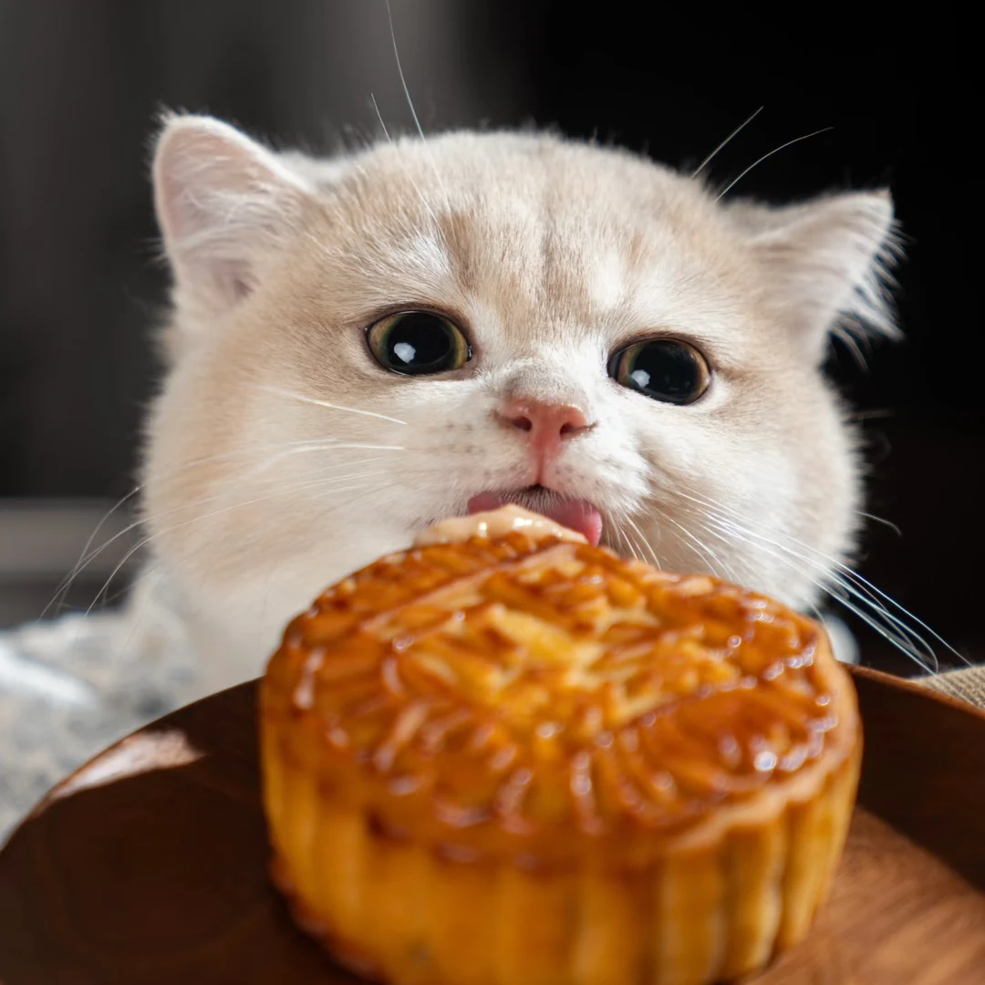 中秋桃子--宠物活体猫咪纯种金渐层蓝金曼基康拿破仑猫咪全款包邮